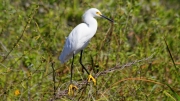 02 - Everglade NP (37) Grande Aigrette
